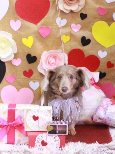 20230221桃ちゃん